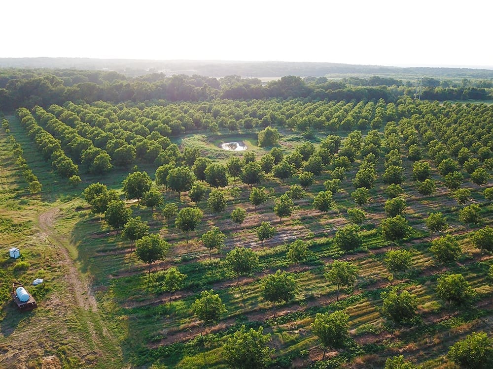 Buchanan Family Pecan Farm Oklahoma Pecans